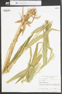 Panicum clandestinum image