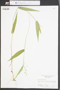 Panicum latifolium image