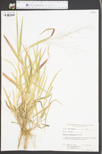 Panicum lithophilum image