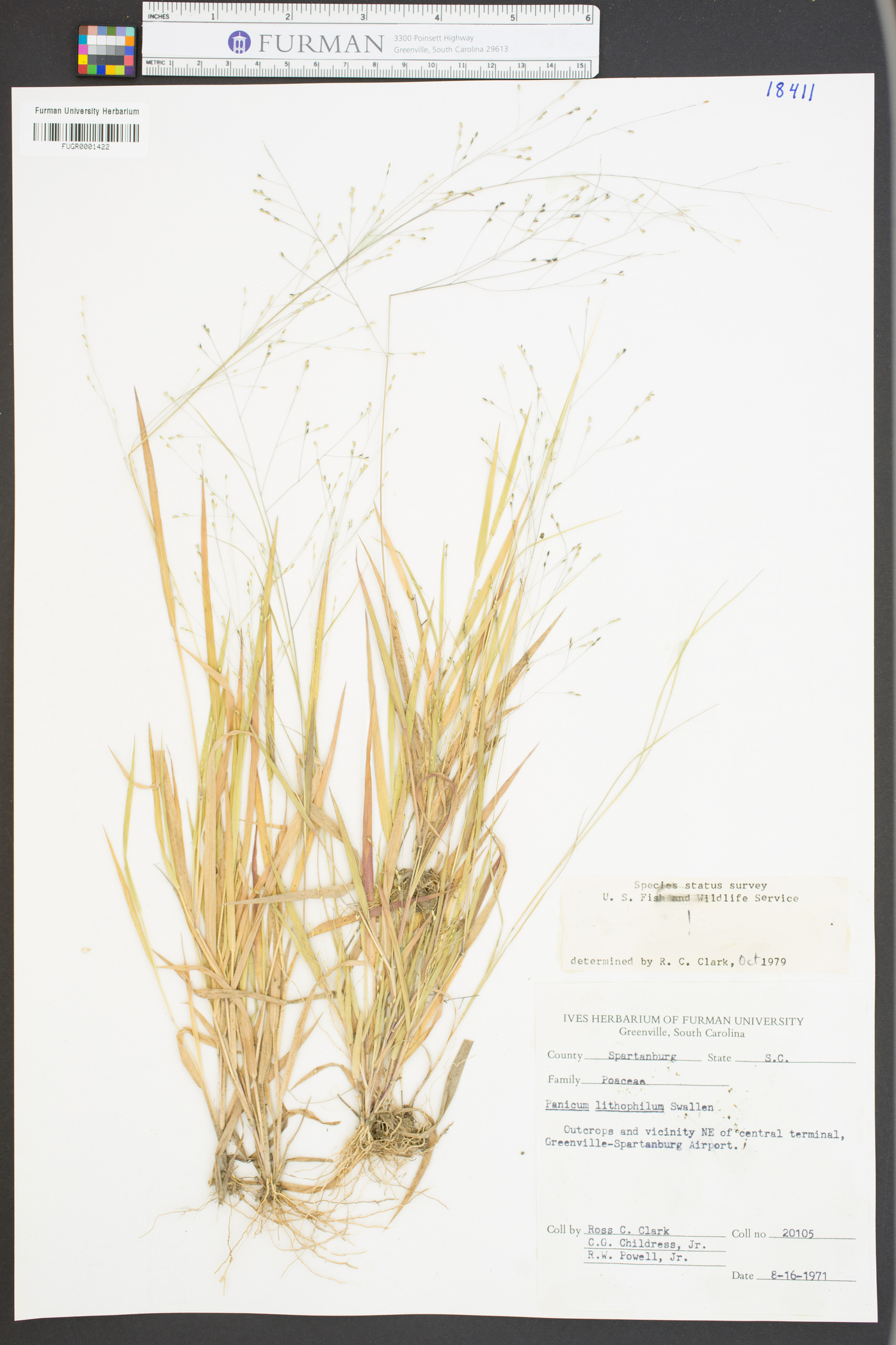 Panicum lithophilum image