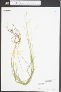 Panicum hians image