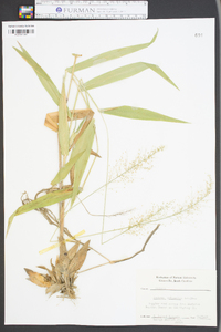 Panicum polyanthes image