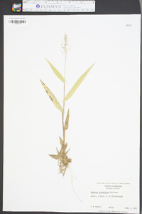 Panicum polyanthes image