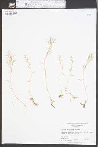 Panicum wrightianum image