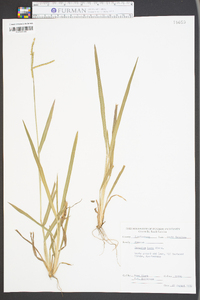 Paspalum laeve image