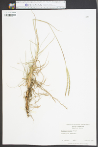 Paspalum notatum image