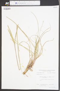 Paspalum notatum image