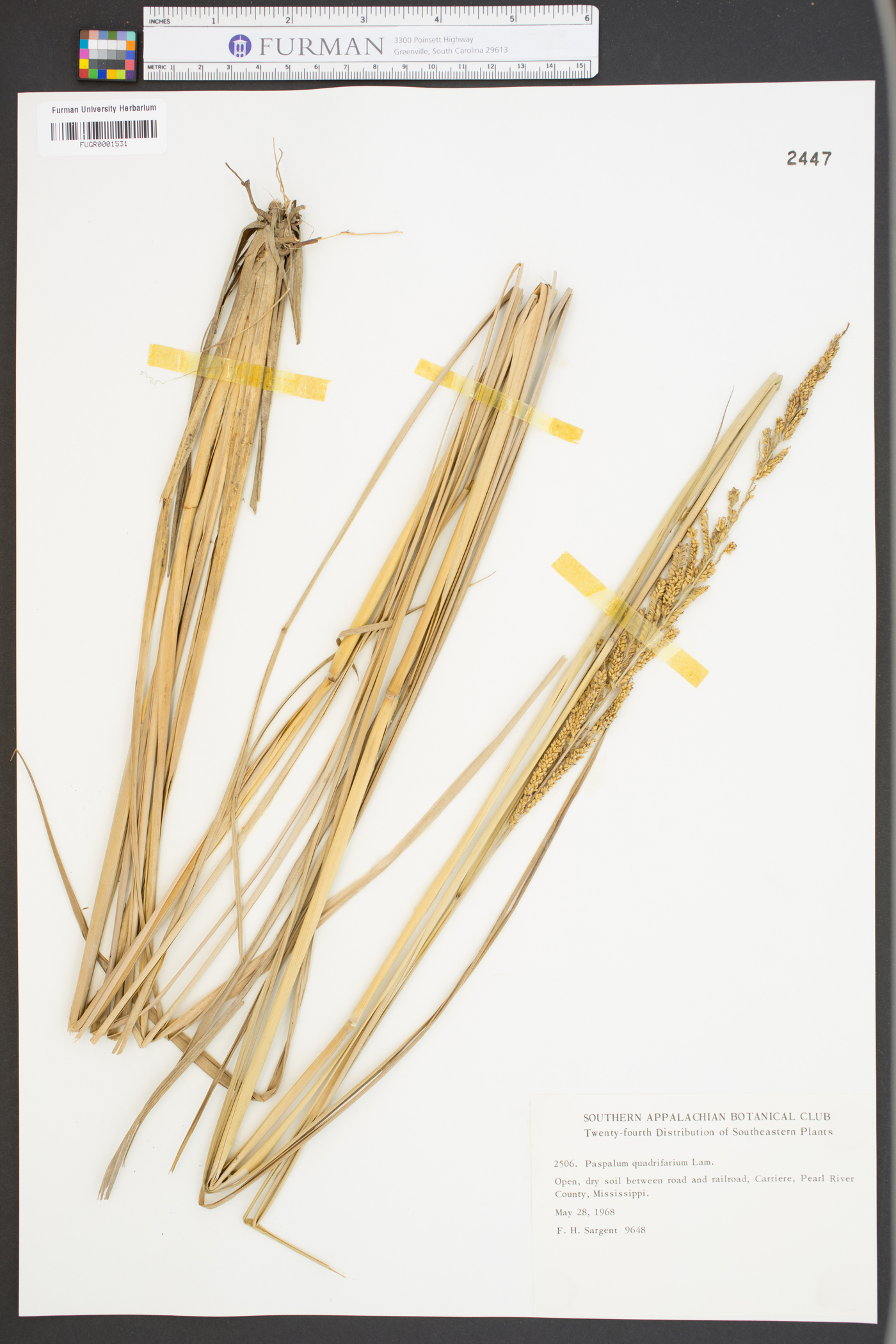 Paspalum quadrifarium image