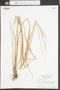 Paspalum urvillei image