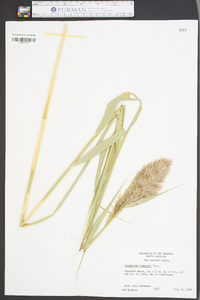 Phragmites australis image