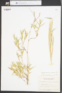 Phyllostachys aurea image