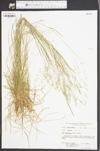 Poa autumnalis image