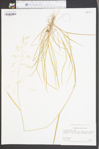 Poa sylvestris image