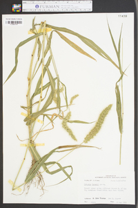 Setaria faberi image