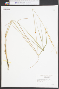 Sorghastrum secundum image