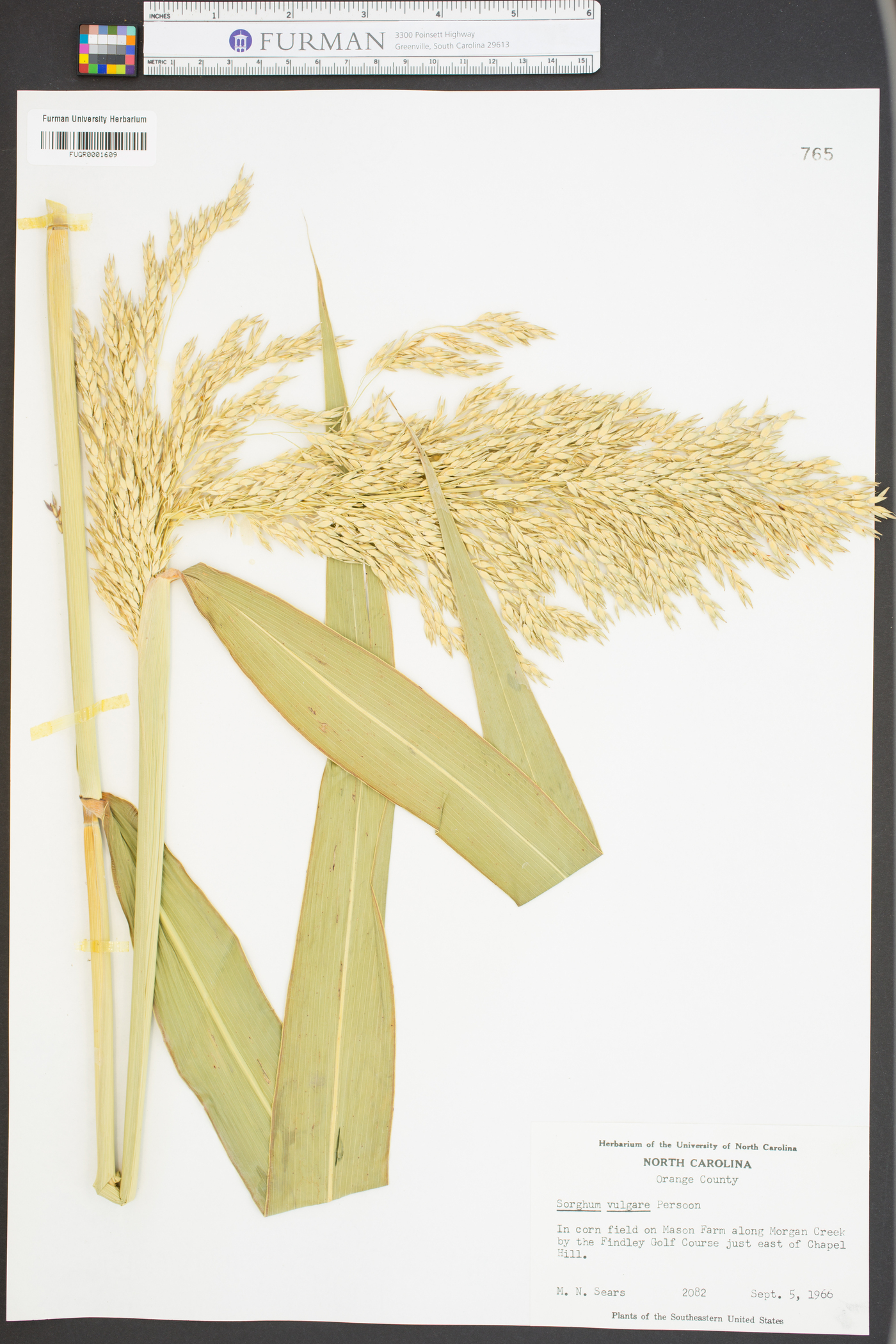 Sorghum bicolor subsp. bicolor image