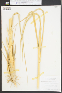 Spartina alterniflora image