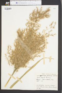 Phragmites australis image