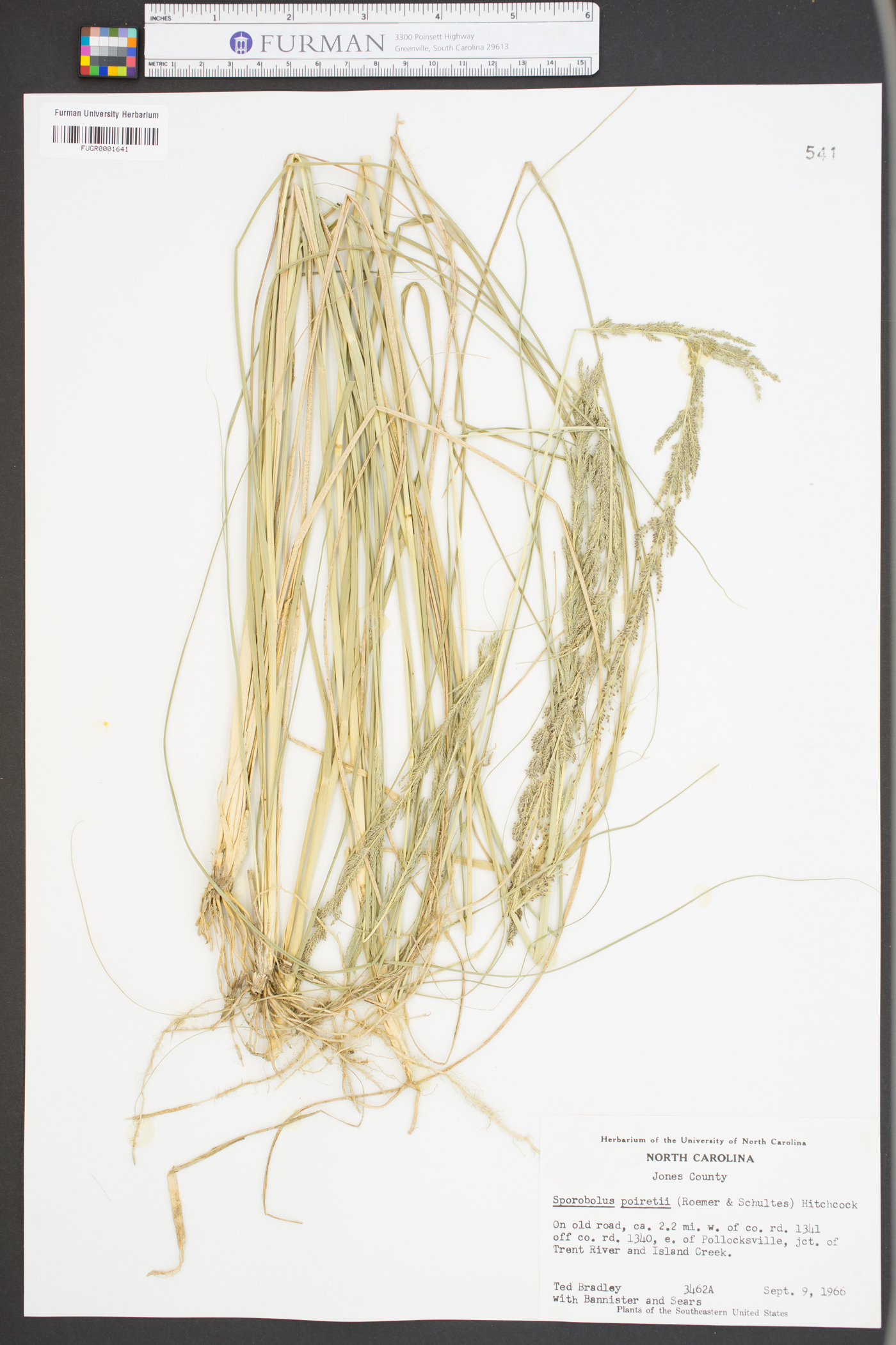 Sporobolus poiretii image