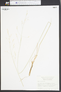 Stipa avenacea image