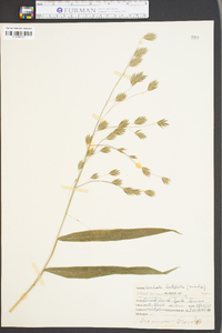 Chasmanthium latifolium image