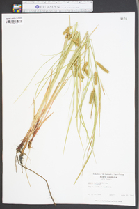 Carex baileyi image