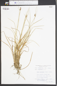 Carex complanata image