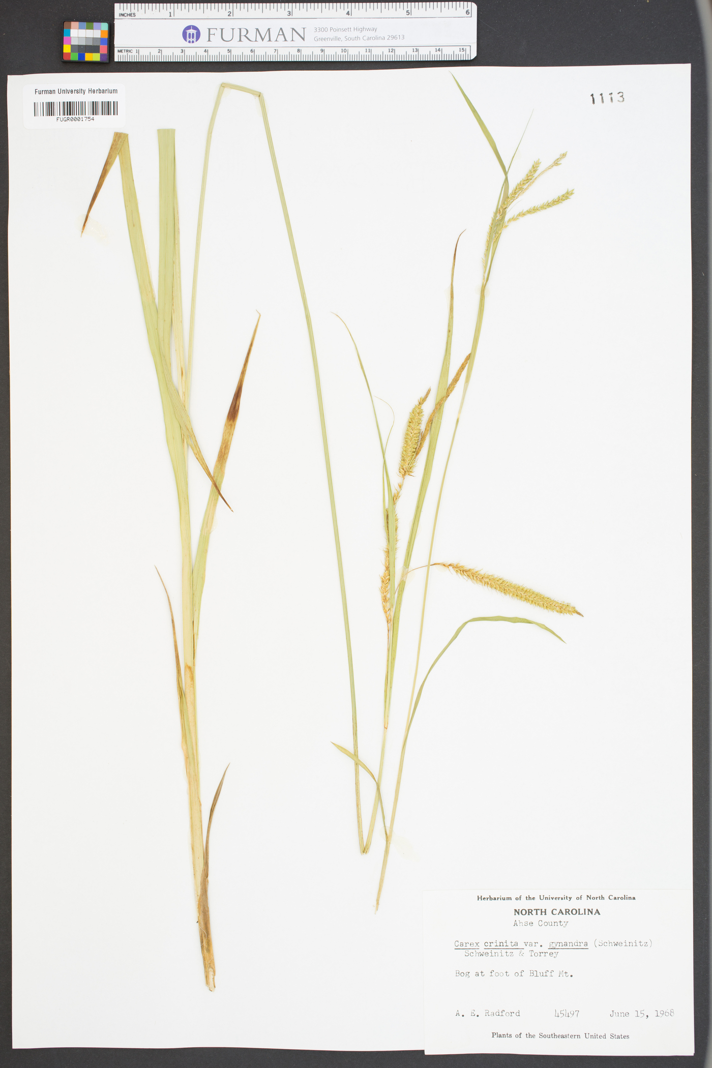 Carex crinita var. gynandra image