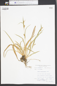 Carex flaccosperma image