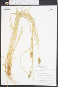 Carex laevivaginata image