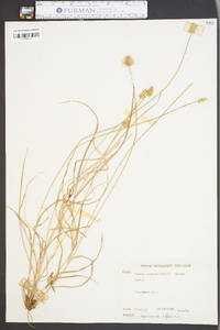 Carex leavenworthii image