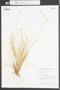 Carex physorhyncha image