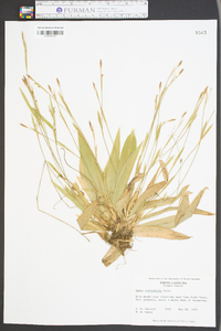 Carex platyphylla image