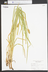 Carex typhina image