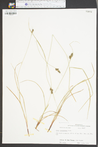 Carex caroliniana image