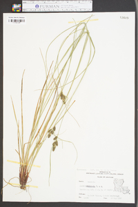 Carex complanata image