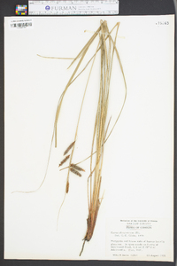 Carex glaucescens image