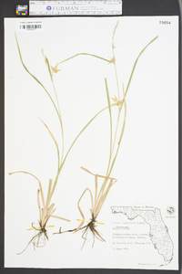 Carex louisianica image