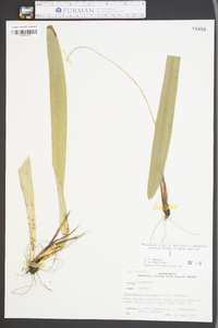 Carex fraseriana image