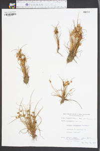 Cyperus squarrosus image