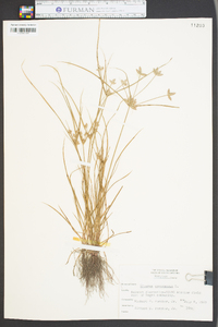 Cyperus compressus image