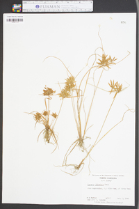 Cyperus filicinus image