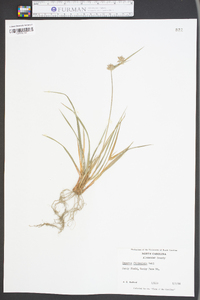 Cyperus filiculmis image