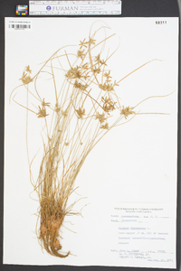 Cyperus flavescens image