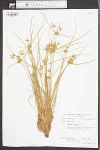 Cyperus flavescens image