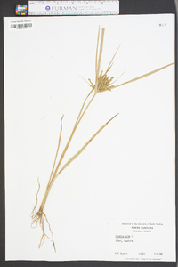 Cyperus iria image