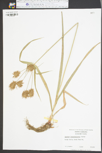 Cyperus lancastriensis image