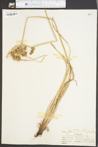 Cyperus pseudovegetus image