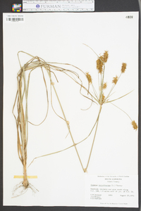 Cyperus retrofractus image