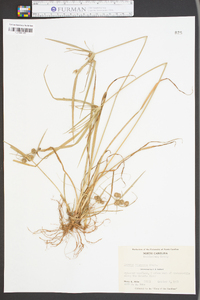 Cyperus retrorsus image